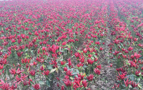 Ұɽ���r��