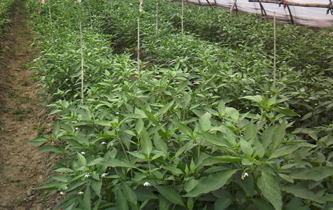 Ұɽ���r��