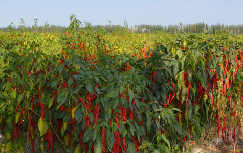 Ұɽ���r��