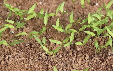 ���콷���l(f��)