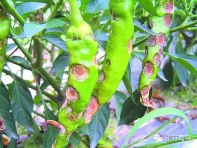 �������S��